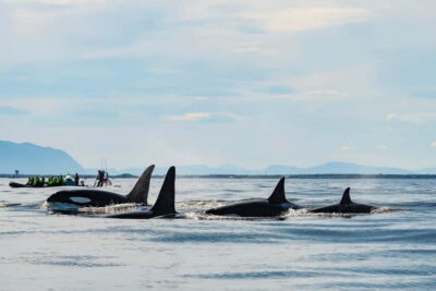 Whale Watching in Magic Skjervoy