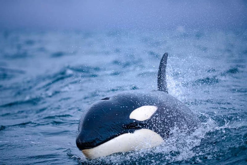 From Tromso: Whale Watching in Magic Skjervoy - What the RIB ride feels like