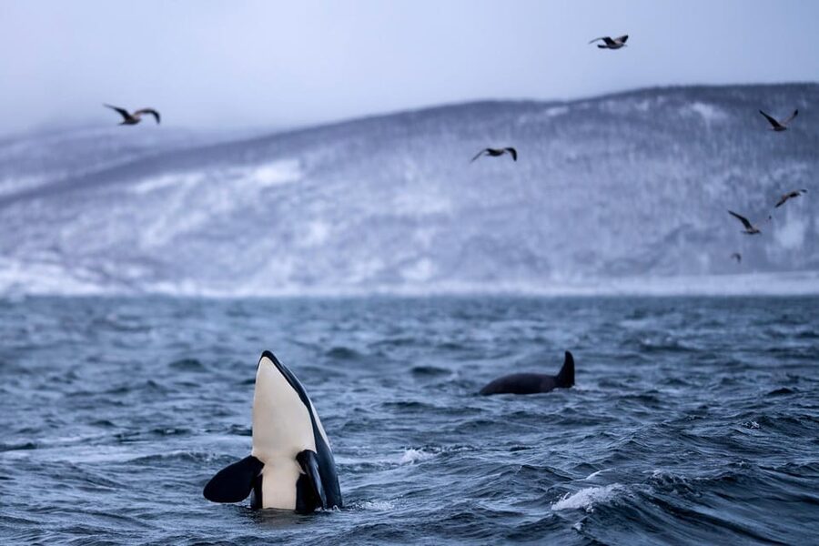 From Tromso: Whale Watching in Magic Skjervoy - Finding orcas, humpbacks, and fin whales