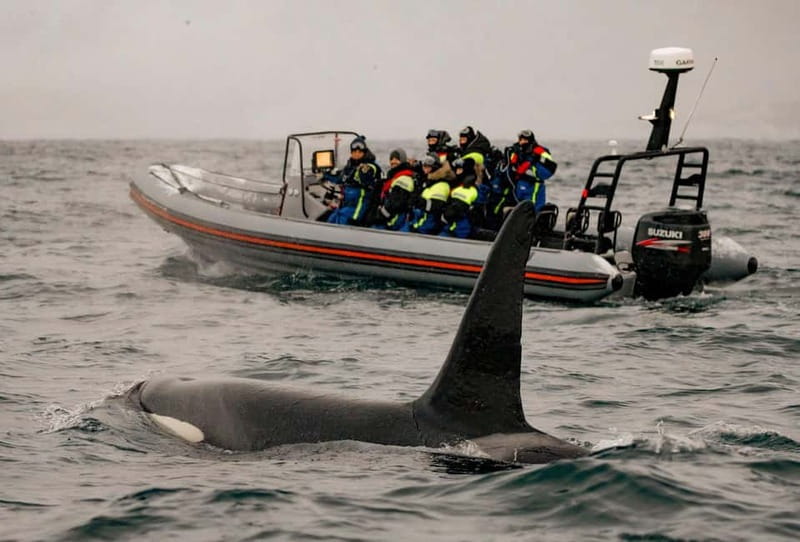 From Tromso: Whale Watching in Magic Skjervoy - Food, warmth, and the ride back