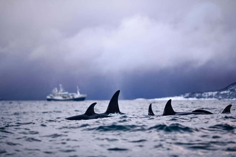 From Tromso: Whale Watching in Magic Skjervoy - Is $356 a fair price?