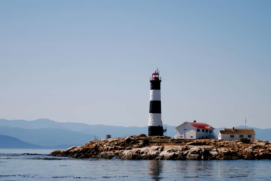 From Victoria: Whale Watching Marine Wildlife Excursion - Key points to know before you book