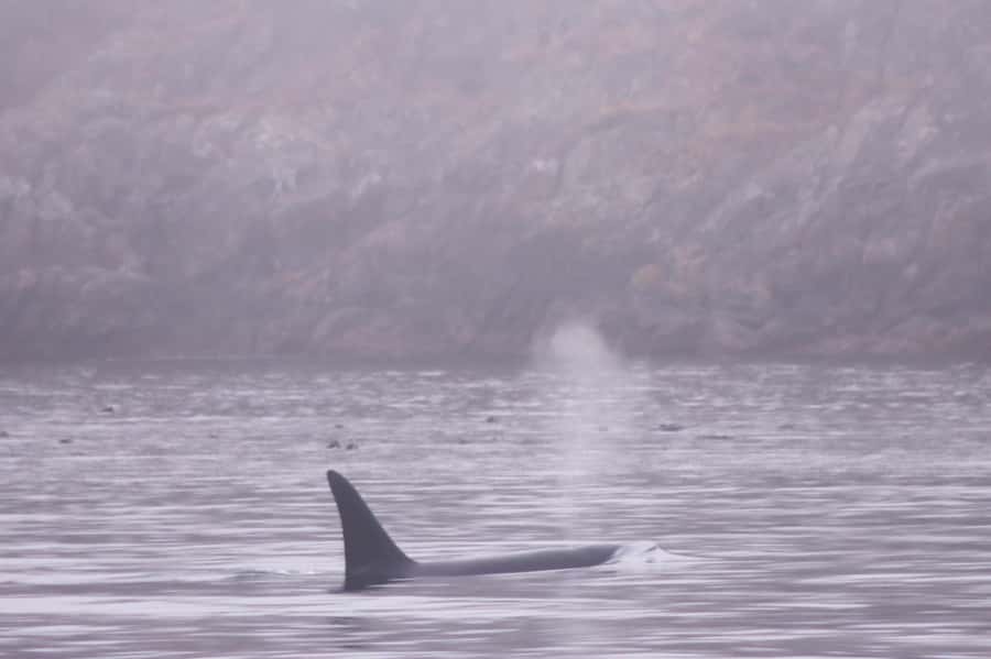 From Victoria: Whale Watching Marine Wildlife Excursion - Value, flexibility, and the practical details
