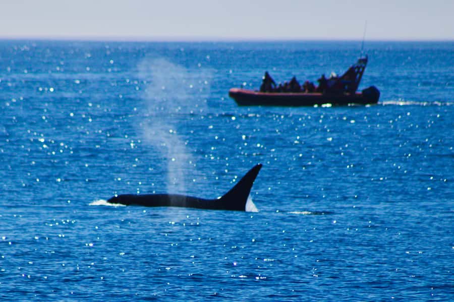 From Victoria: Whale Watching Marine Wildlife Excursion - Why this small Victoria Zodiac trip is different