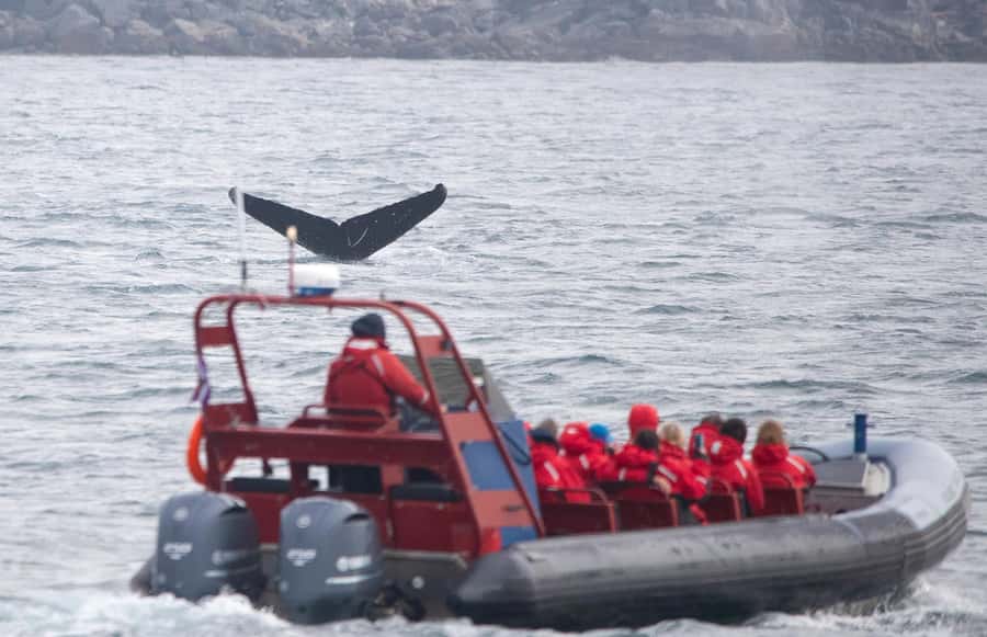 From Victoria: Whale Watching Marine Wildlife Excursion - Crossing Juan de Fuca and Haro Strait