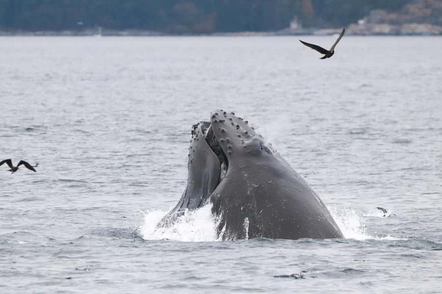 From Victoria: Whale Watching Marine Wildlife Excursion - Searching for humpback and killer whales
