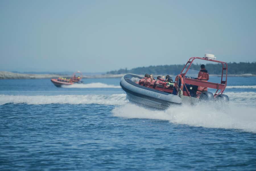 From Victoria: Whale Watching Marine Wildlife Excursion - Sea lions, seals, otters, and marine birds