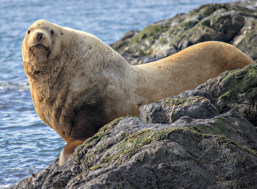 From Victoria: Whale Watching Marine Wildlife Excursion - What the three-hour itinerary feels like