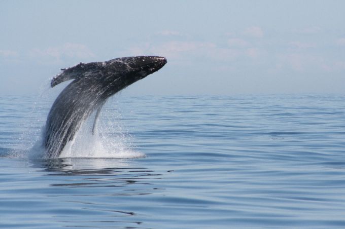 From Victoria: Whale Watching Marine Wildlife Excursion - Who will enjoy this tour most