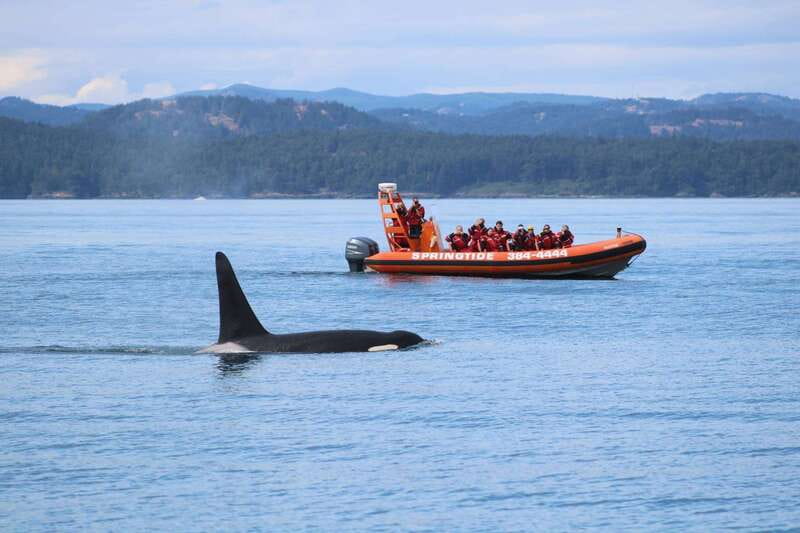 From Victoria: Whale Watching Tour by Zodiac Boat - Key points at a glance