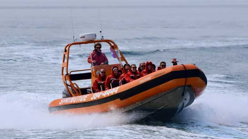 From Victoria: Whale Watching Tour by Zodiac Boat - Seals, sea lions, otters, and birds fill out the day