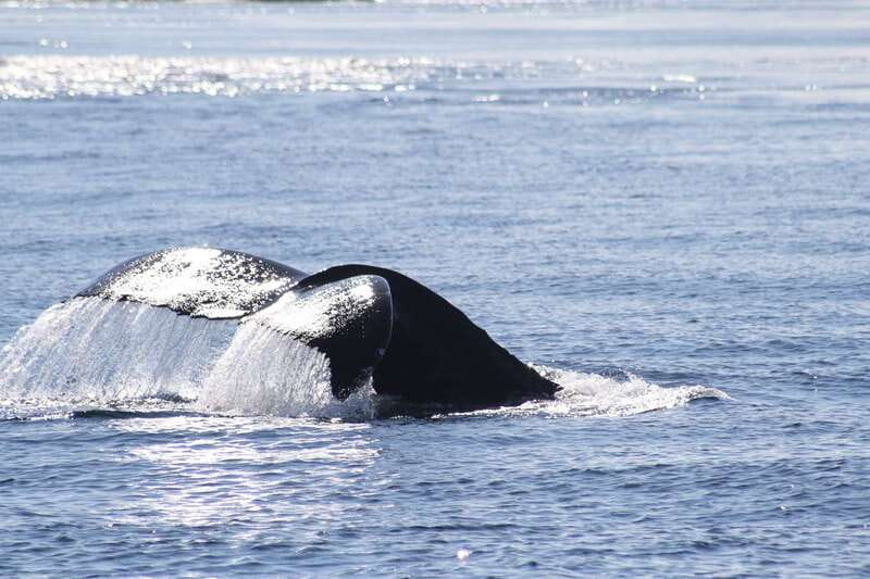From Victoria: Whale Watching Tour by Zodiac Boat - Three hours is a useful amount of time