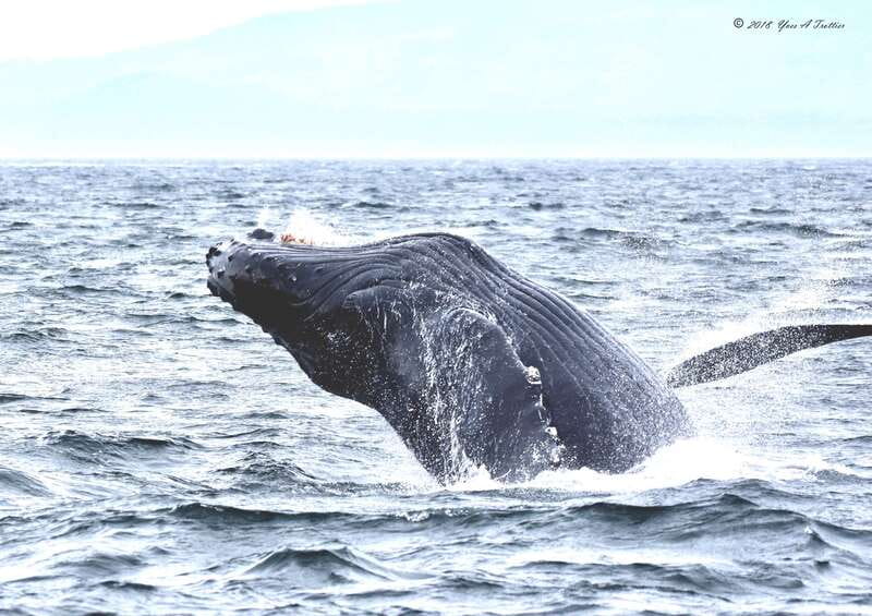 From Victoria: Whale Watching Tour by Zodiac Boat - Why the Zodiac changes the whale-watching experience