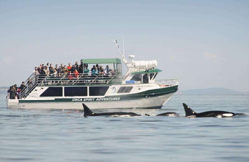 From Victoria: Whale Watching Trip on Covered Boat - The wildlife beyond whales