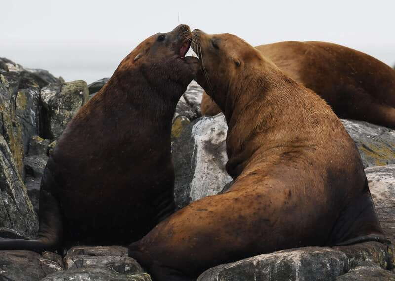 From Victoria: Whale Watching Trip on Covered Boat - Complimentary photos let you watch instead of work