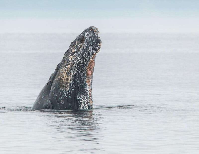 From Victoria: Whale Watching Trip on Covered Boat - Guides who explain the animals well