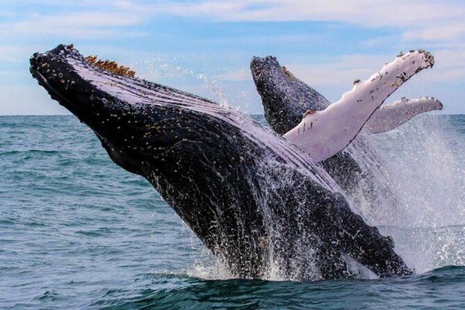 Full Day Bacardi Whale Watching - End Season March 30th - Why Samaná Bay makes this day special