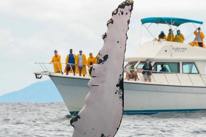 Full Day Bacardi Whale Watching - End Season March 30th - Lunch and a slower afternoon on Cayo Levantado