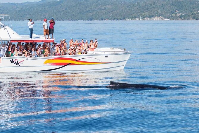 Full Day Bacardi Whale Watching - End Season March 30th - Who will enjoy this excursion most