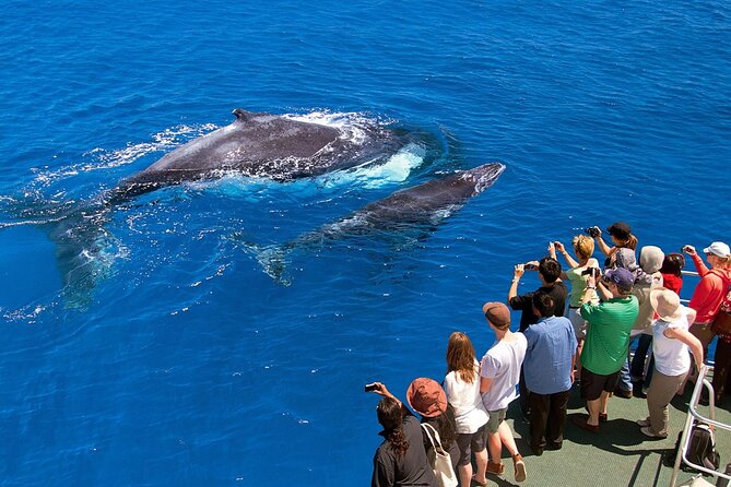 Full Day Bacardi Whale Watching - End Season March 30th - Should you book the Bacardi whale watching day?