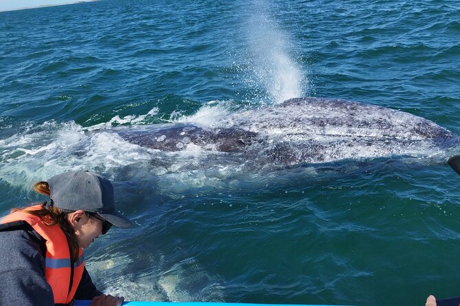 Full Day Gray Whale Watching Experience - Key points to know before booking