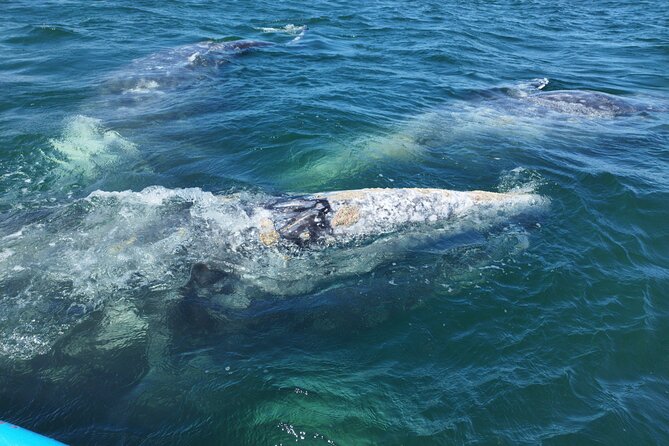 Full Day Gray Whale Watching Experience - Entering the mangroves by panga
