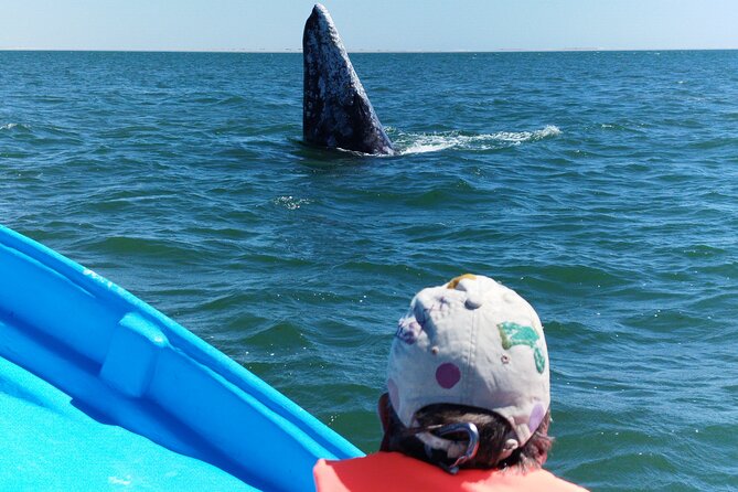 Full Day Gray Whale Watching Experience - Why the guide can shape the day