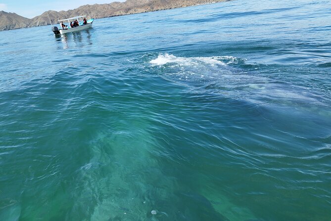 Full Day Gray Whale Watching Experience - Weather, cancellations, and the whale season