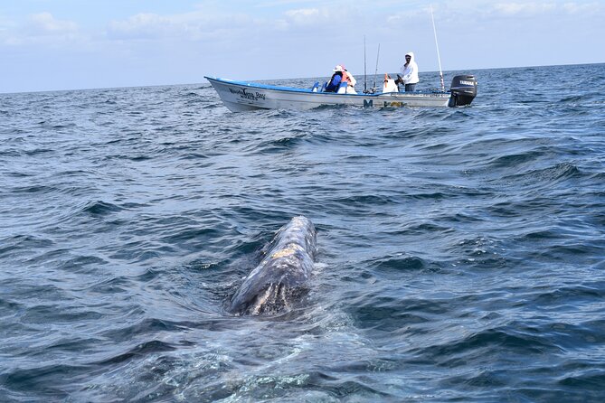 Full-Day Gray Whale Watching tour from Cabo to Mag Bay - Why Magdalena Bay is worth the long drive