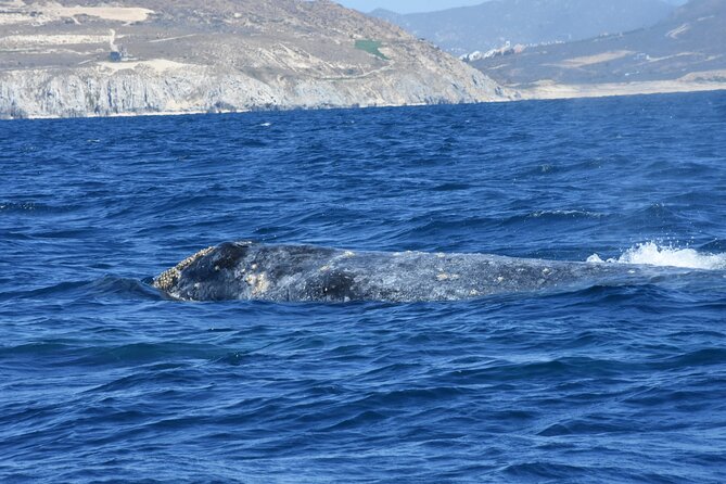 Full-Day Gray Whale Watching tour from Cabo to Mag Bay - The 6 a.m. pickup from Cabo
