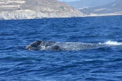Full-Day Gray Whale Watching tour from Cabo to Mag Bay