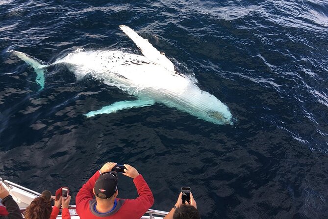 Full-Day Whale Watching and Wine Region Experience from Cape Town - Hermanus and the shared marine safari