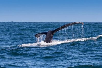 Full-Day Whale Watching and Wine Region Experience from Cape Town