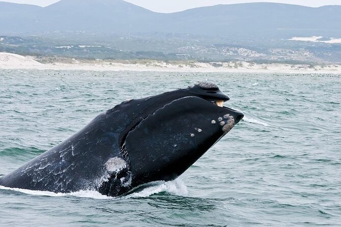 Full-Day Whale Watching and Wine Region Experience from Cape Town - Who will enjoy this day most