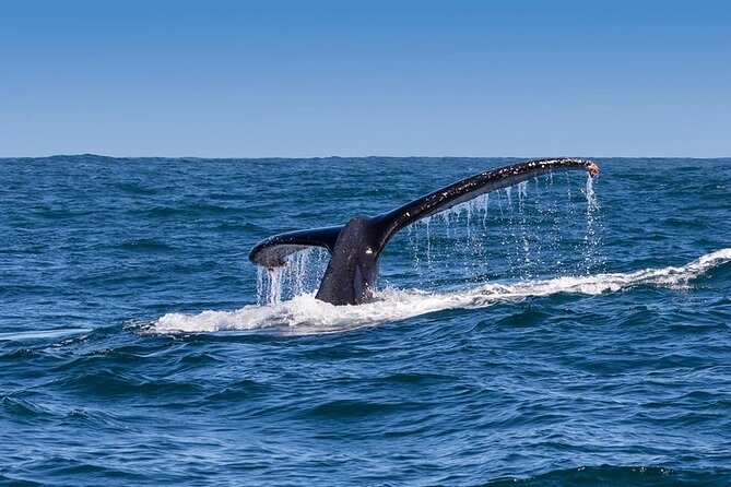 Full-Day Whale Watching and Wine Region Experience from Cape Town - Hemel en Aarde for cool-climate wine