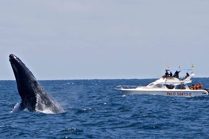 Full-Day Whale Watching Tour in Samana Bay from Cabeza de Toro - Watching humpback whales in Samaná Bay