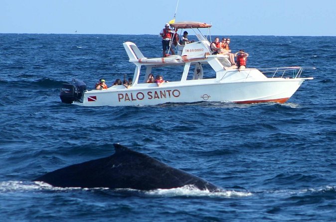 Full-Day Whale Watching Tour in Samana Bay from Cabeza de Toro - Dominican lunch at a typical ranch