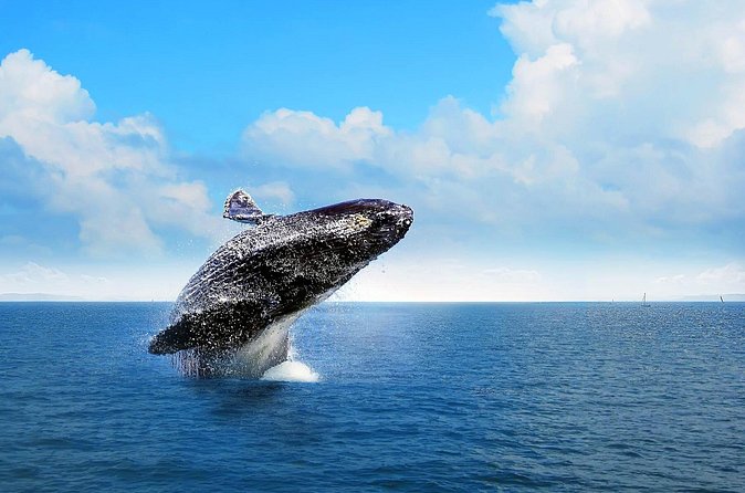 Full-Day Whale Watching Tour in Samana Bay from Cabeza de Toro - Who will enjoy this tour most?