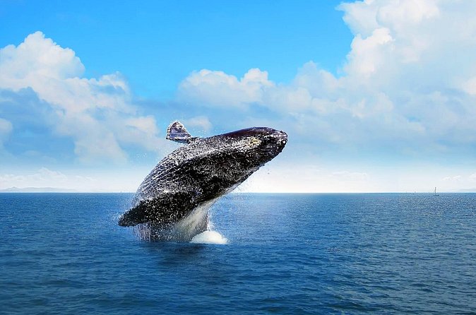 Full-day Whale watching Tour in Samana Bay from Punta Cana - Lunch at a Dominican ranch