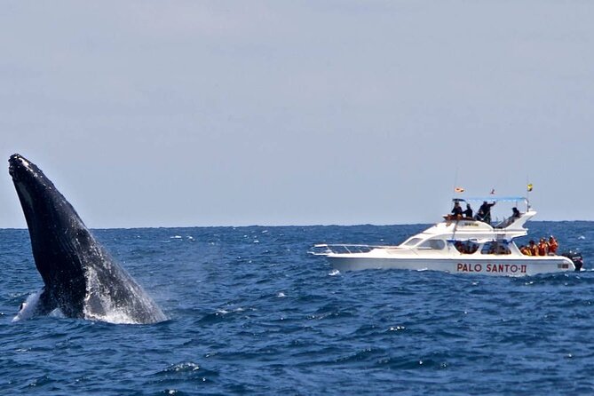 Full-day Whale watching Tour in Samana Bay from Punta Cana - What the $130 price really covers