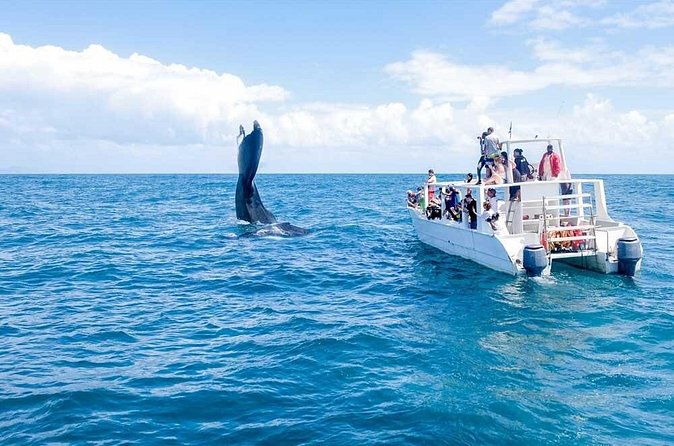 Full-day Whale watching Tour in Samana Bay from Punta Cana - Group size, language, and the feel of the day