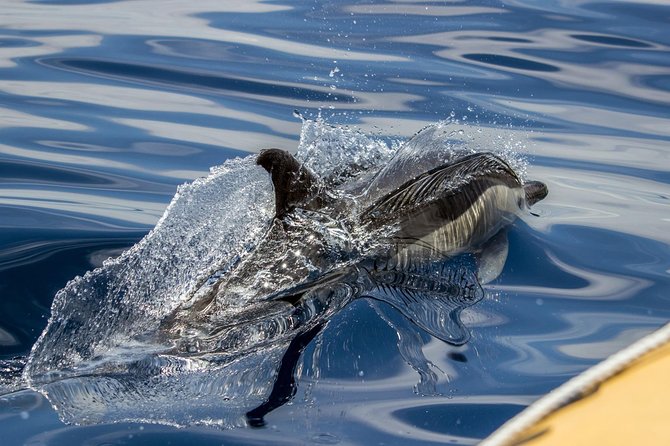 Full-Day Whales & The Princess Ring Islet (incl. Lunch) - A whale watching morning from Vila Franca do Campo