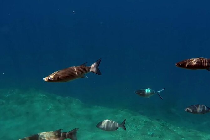 Full-Day Whales & The Princess Ring Islet (incl. Lunch) - Practical packing advice for the eight-hour schedule