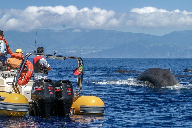 Full-Day Whales & The Princess Ring Islet (incl. Lunch) - Lunch at 11:30, convenient but not the main attraction