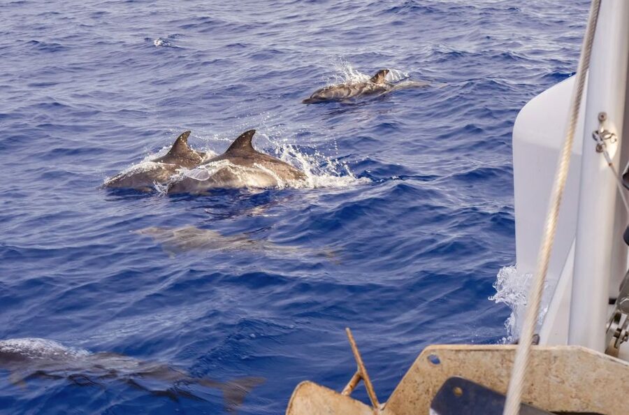 Funchal Bay: Dolphin & Whale Watch Luxury Catamaran Cruise - FAQ