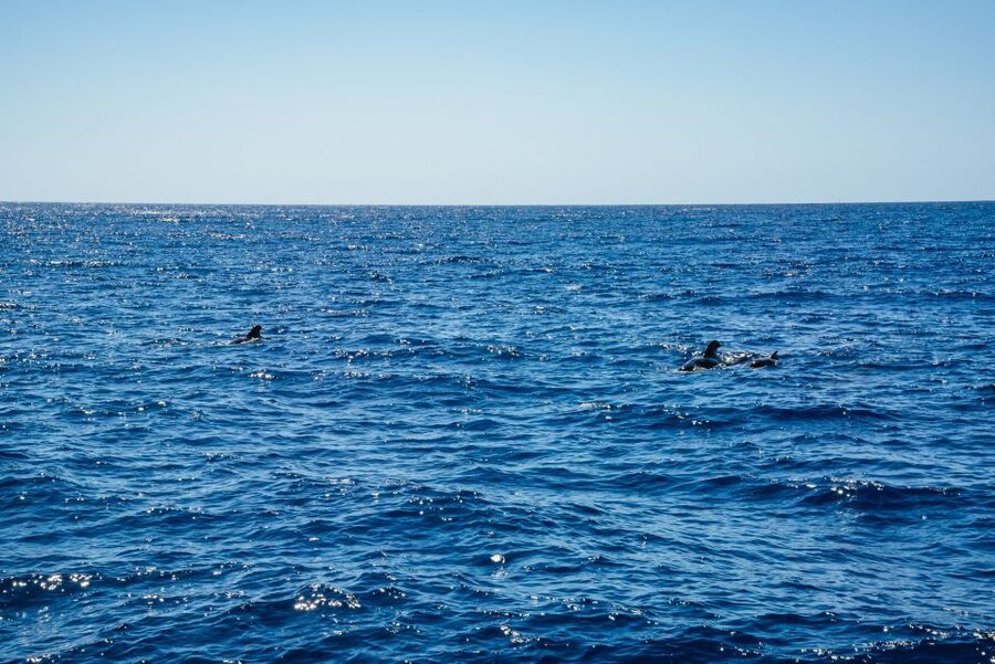 Funchal: Dolphin and Whale Watching by Luxury Catamaran - Is $47 good value for three hours?