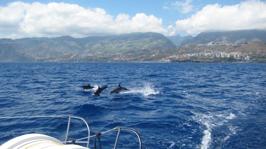 Funchal: Dolphin and Whale Watching Catamaran Cruise - Key points to know before you book