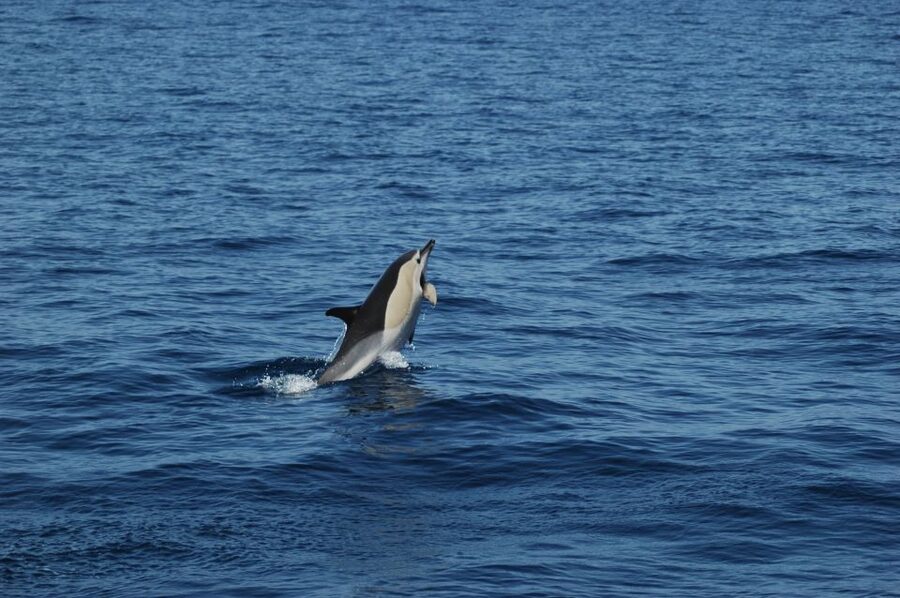 Funchal: Dolphin and Whale Watching Catamaran Cruise - Setting out from Funchal Marina