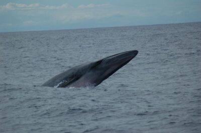 Dolphin and Whale Watching Catamaran Cruise