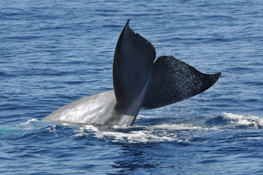 Funchal: Dolphin and Whale Watching Catamaran Cruise - What the three hours feel like